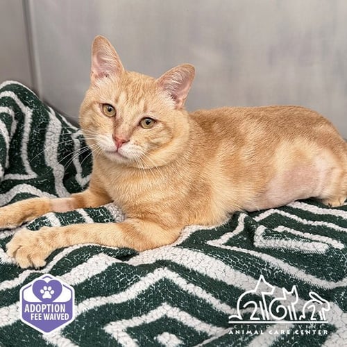 APRICOT - Domestic Short Hair available for adoption