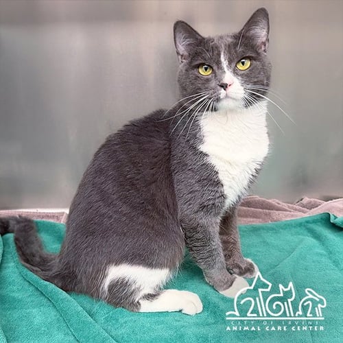 PATRONUM - Domestic Short Hair available for adoption