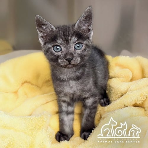 FOREST - Domestic Short Hair available for adoption