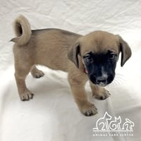 MAPLE - Photo 1