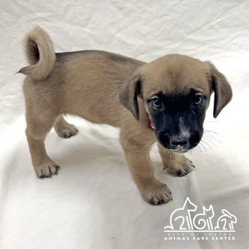 MAPLE - Staffordshire Bull Terrier available for adoption