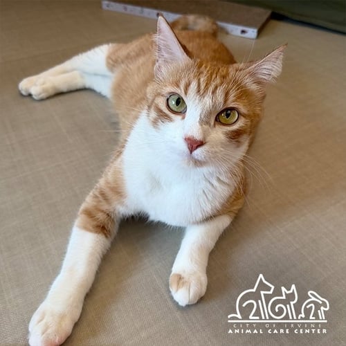 CROISSANT - Domestic Short Hair available for adoption