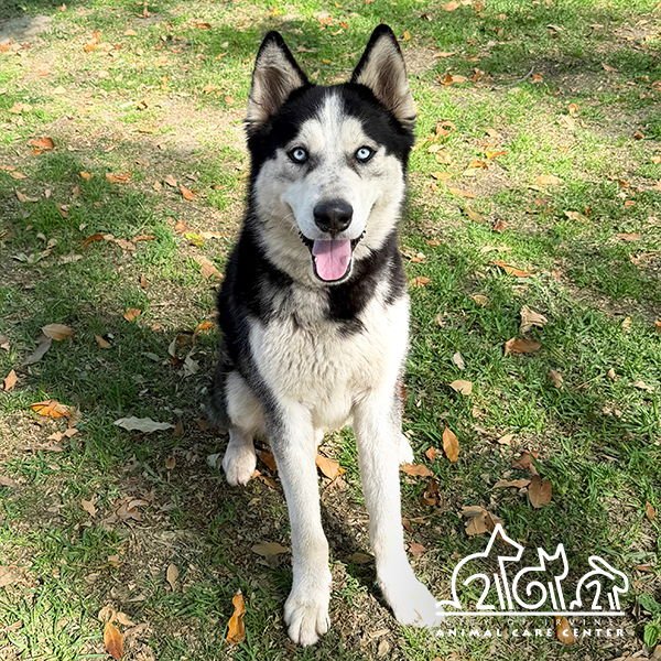 GLACIER - Siberian Husky for adoption in Irvine