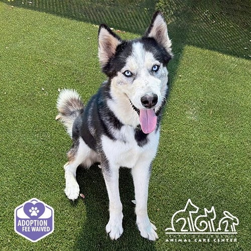 GLACIER - Siberian Husky available for adoption