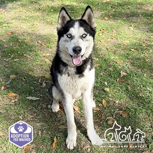 GLACIER - Siberian Husky available for adoption