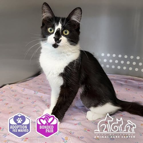 MAGPIE - Domestic Short Hair available for adoption