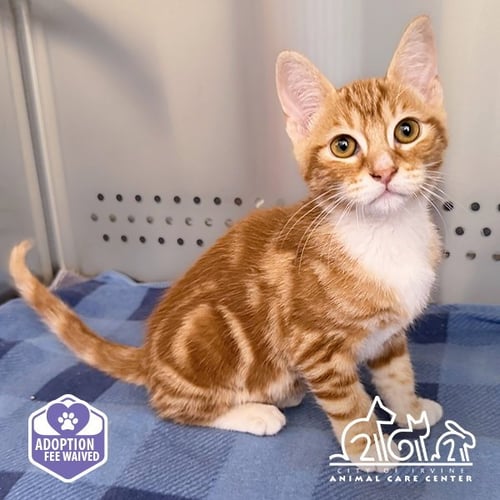 RON - Domestic Short Hair available for adoption