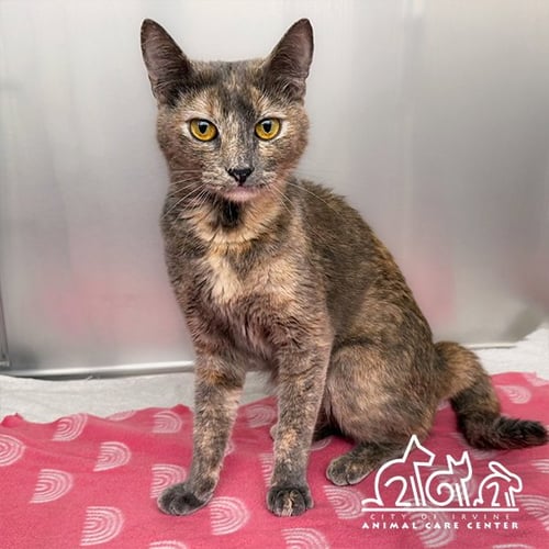 ESMERALDA - Domestic Short Hair available for adoption