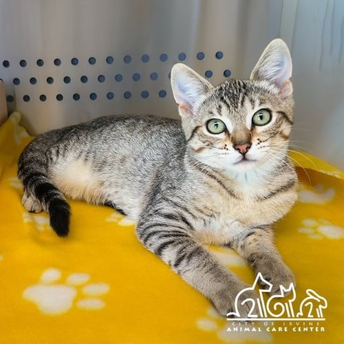 LEIA - Domestic Short Hair for adoption in Irvine