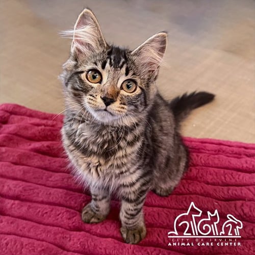AELIN - Domestic Medium Hair available for adoption