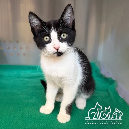 TILLS - Domestic Short Hair available for adoption