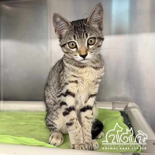 BELLE - Domestic Short Hair for adoption in Irvine