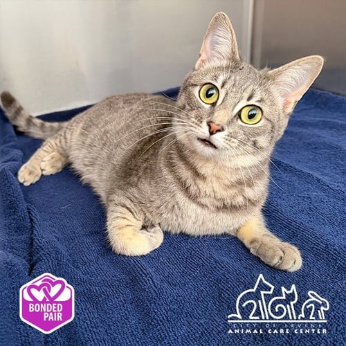 LUNA - Domestic Short Hair available for adoption