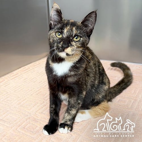 GADGET - Domestic Short Hair available for adoption
