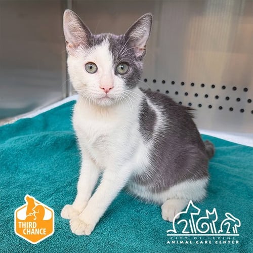 DOODLES - Domestic Short Hair available for adoption