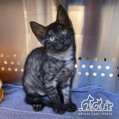 BRAX - Domestic Short Hair available for adoption