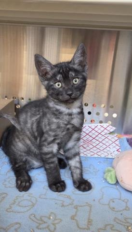 BRAX - Domestic Short Hair available for adoption