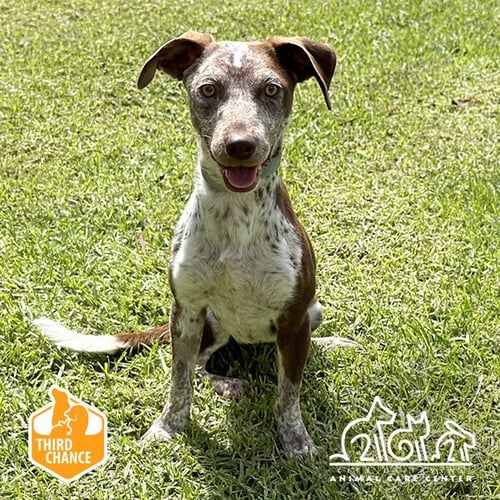 MUFFY - Pointer available for adoption