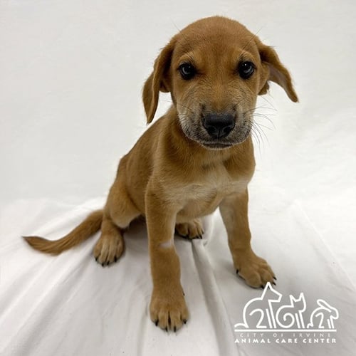 MARS - German Shepherd Dog available for adoption