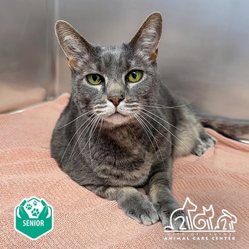 APRIL - Domestic Short Hair available for adoption