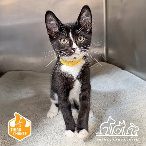 LEO - Domestic Short Hair for adoption in Irvine