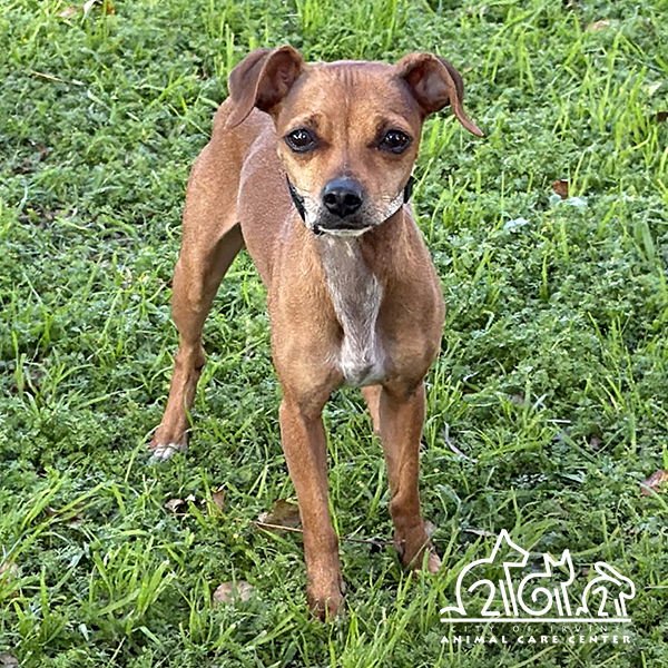 BROWNIE - Chihuahua available for adoption