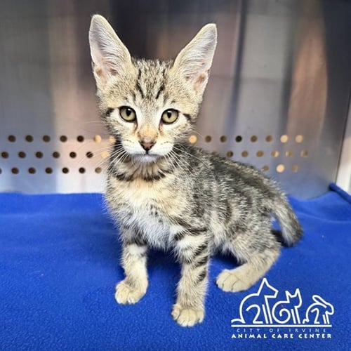 ROBBI - Domestic Short Hair available for adoption