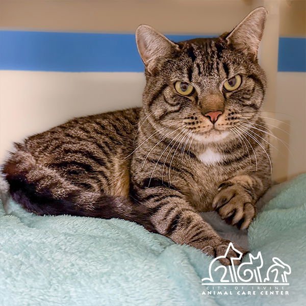 FINN - Domestic Short Hair available for adoption