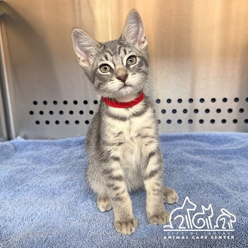 CLOUD - Domestic Short Hair available for adoption