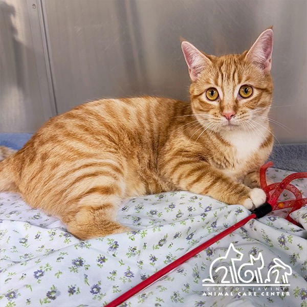 PEACHES - Domestic Short Hair available for adoption