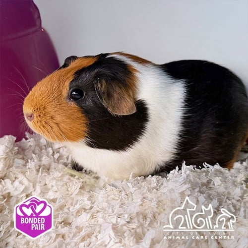 PUMPKIN - Guinea Pig available for adoption
