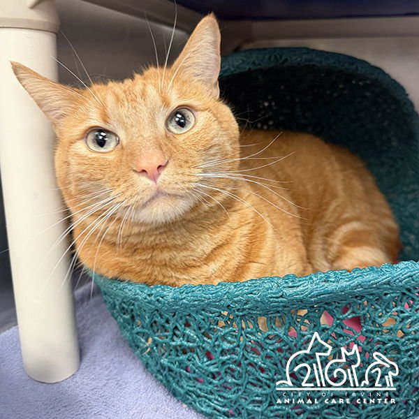 JUNIE - Domestic Short Hair available for adoption