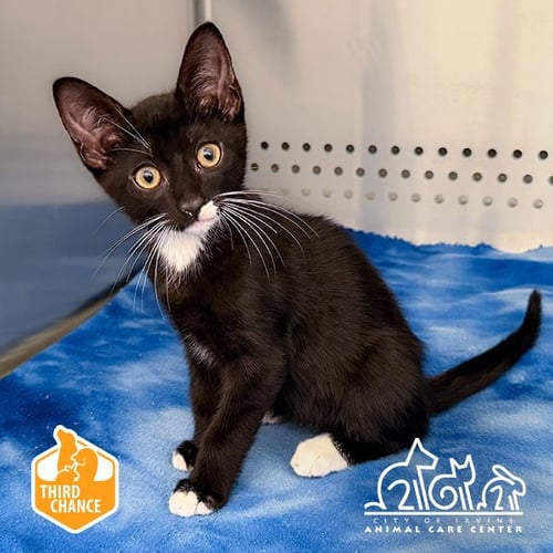 DOMINGO - Domestic Short Hair available for adoption
