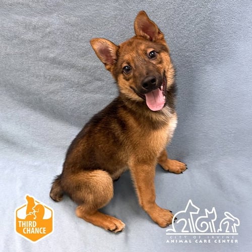 CROUTON - German Shepherd Dog for adoption in Irvine