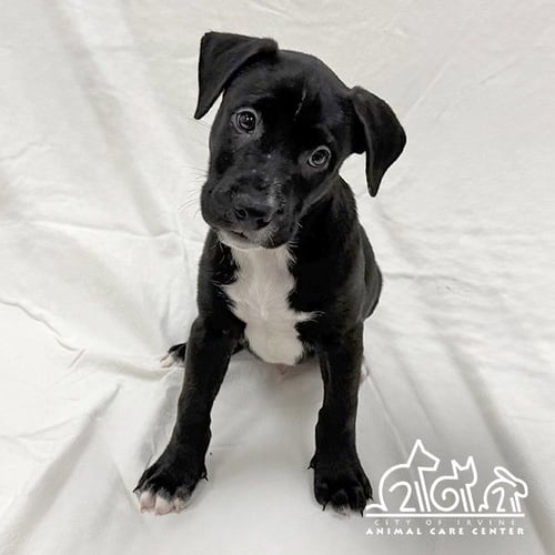 BIRCH - Staffordshire Bull Terrier available for adoption