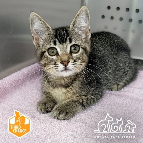 BUBBLEGUM - Domestic Short Hair available for adoption