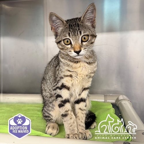 ASH - Domestic Short Hair available for adoption
