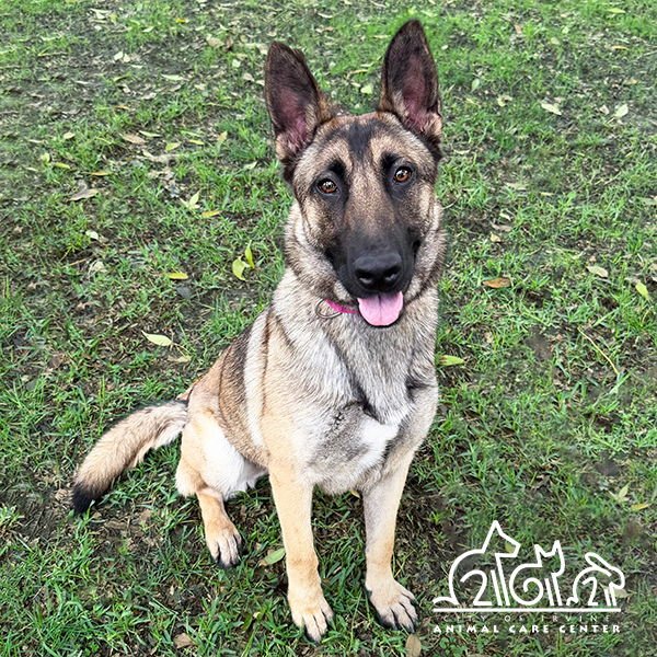 SAPHIRA - German Shepherd Dog for adoption in Irvine
