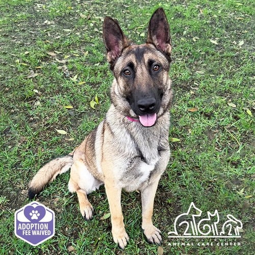 SAPHIRA - German Shepherd Dog available for adoption
