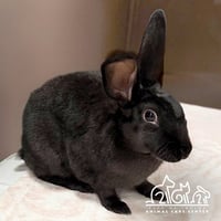 JUDY - Photo 1