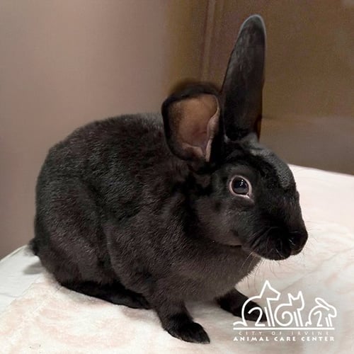 JUDY - Shorthaired Rabbit available for adoption