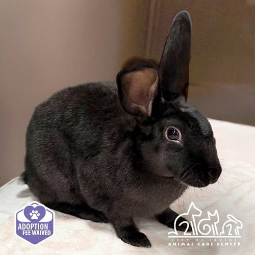 JUDY - Shorthaired Rabbit available for adoption