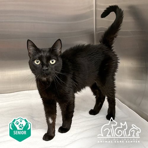 NYX - Domestic Short Hair available for adoption