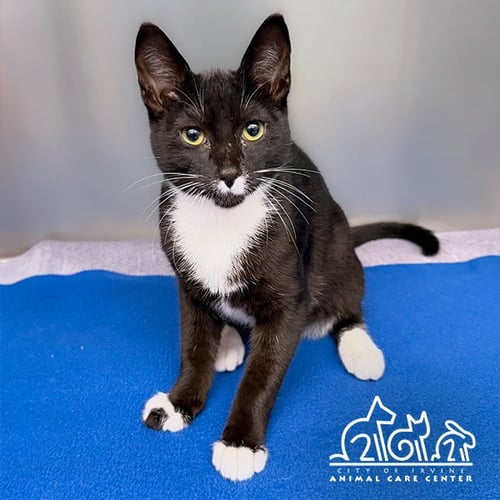 KOA - Domestic Short Hair available for adoption