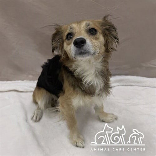 BENJI - Chihuahua available for adoption
