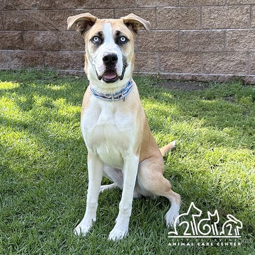 BOWIE - Labrador Retriever for adoption in Irvine