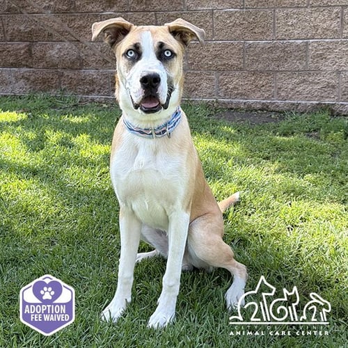 BOWIE - Labrador Retriever available for adoption