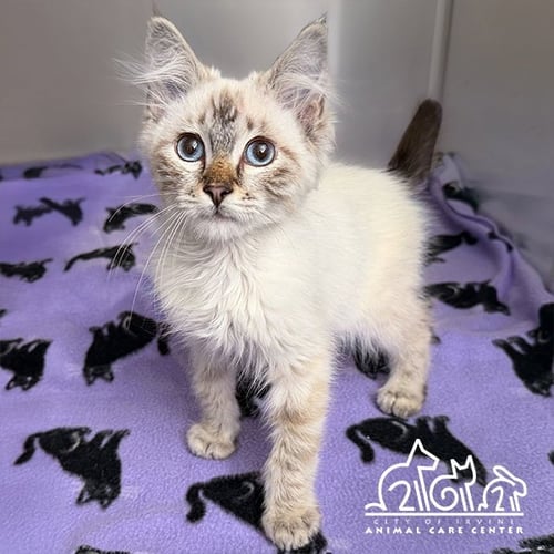 BLEU - Siamese available for adoption