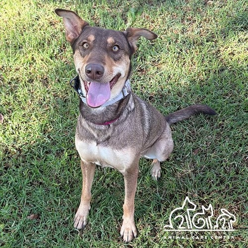 OPAL - Doberman Pinscher available for adoption