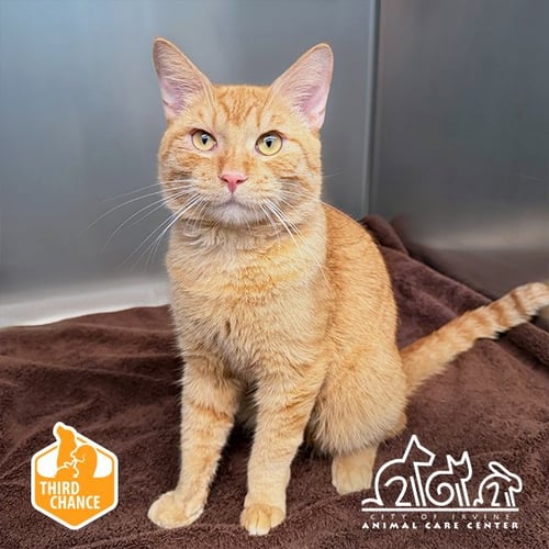 FERB - Domestic Short Hair available for adoption